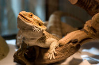 Reptilien - Bartagame - Pogona