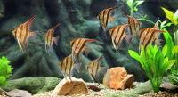 Bundbarsche - Skalar - Pterophyllum scalare