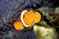 Anemone - Falscher Clownfisch - Amphiprion ocellaris