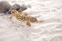 Reptilien - Leopardgecko - Eublepharis macularius